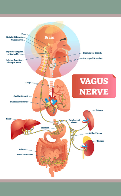 A graphic depiction of the vagus nerve and its components